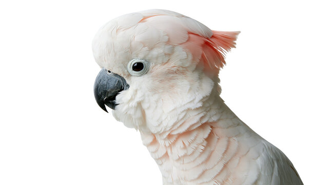 Moluccan cockatoo with soft pink plumage and dark grey beak profile portrait