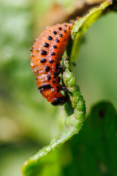 Small orange larva with black spots on green leaf