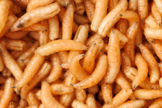 Close-up of many live mealworms, orange-brown and curved