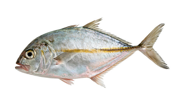 Fresh silver trevally fish with yellow lateral line and shiny scales