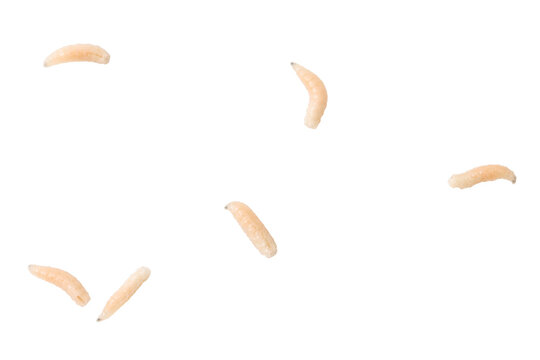 Live larvae float against a plain white background