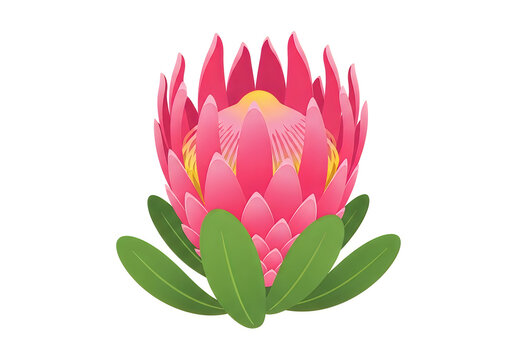 Bright pink protea flower with green leaves