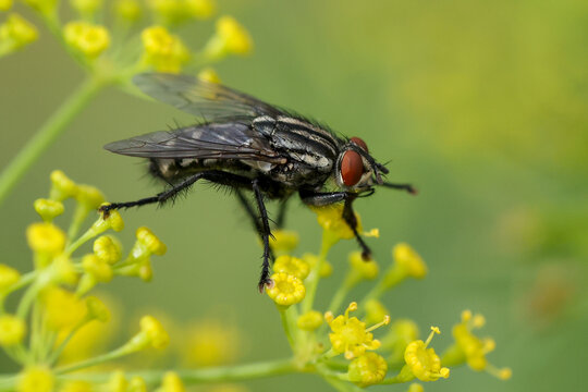 Close-up of a fly on yellow flowers