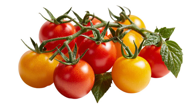 Fresh red and yellow cherry tomatoes on a green vine with leaves