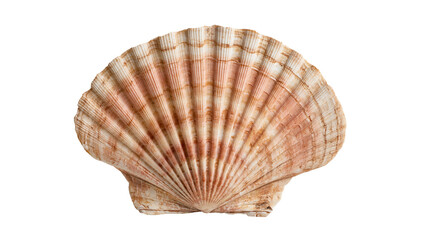 Natural fan shaped scallop shell with radial ridges and brown mottled patterns © Elowen