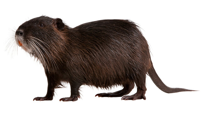 Dark brown nutria with long whiskers and orange teeth standing in profile