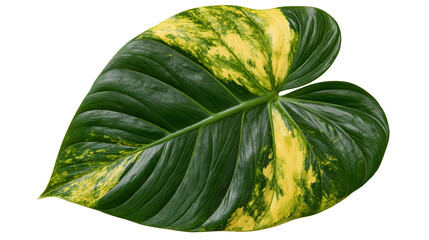 Variegated Philodendron leaf with dark green and bright yellow patterns © Elowen