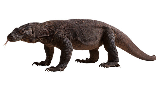 Large Komodo dragon lizard with dark scaly skin and forked tongue extended