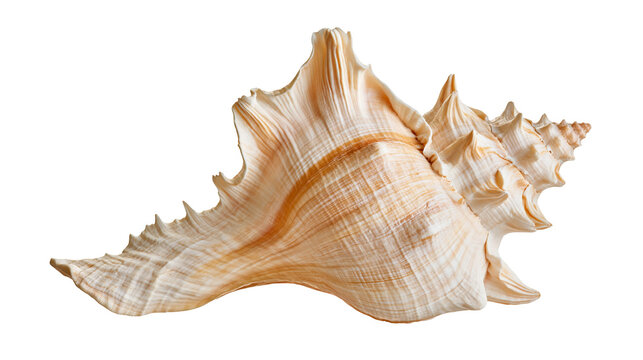 Large beige murex seashell with intricate spiky edges and spiral structure