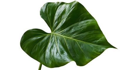 Large glossy green heart shaped tropical philodendron leaf with prominent veins © Elowen