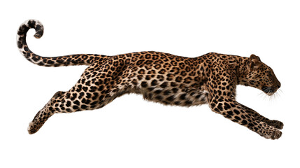 Leaping leopard with spotted fur coat in mid-air motion © Elowen