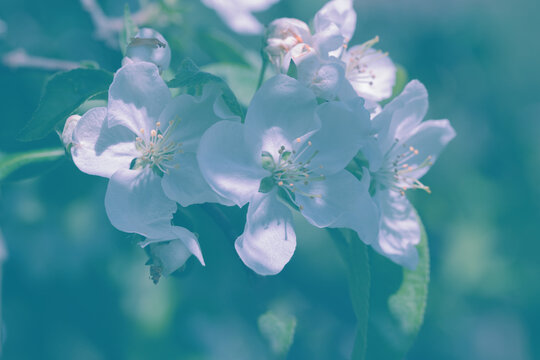 A closeup of white apple blossoms on a leafy branch, bathed in soft sunlight. The peaceful garden scene highlights delicate petals, green leaves, and the fresh feel of spring.