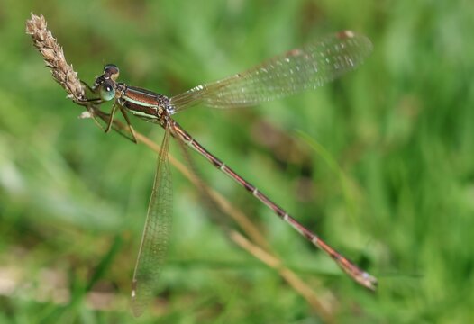 Demoiselle brune