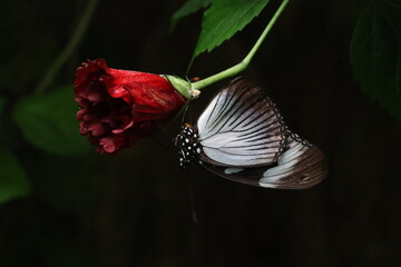 Papillon posé sur une rose © Yannis