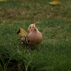 Hoopoe bird catching an insect on green grass © Viktor