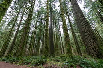 Obraz premium The Forest Cathedral of Tall Trunks and Mossy Ferns Beneath Quiet Light