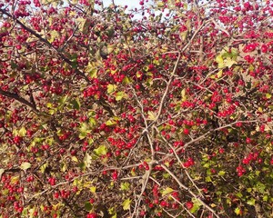 Red hawthorn berries on tree branches in autumn ripe hawberries bush botanical plant nature background wild organic berry natural foliage harvest autumn flora season outdoor stock photo © Alec