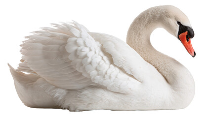 Graceful white mute swan with orange beak and black facial markings © Andrei