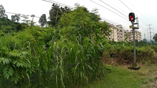 Railway Traffic Signal Showing Red Stop Light by Trackside Foliage with Buildings in Background