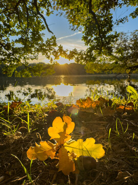 Autumn Leaves Floating on a Park Lake