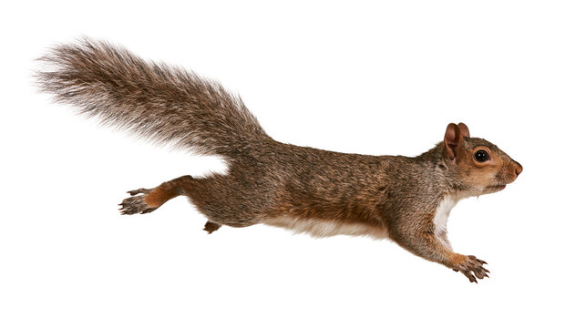 Brown eastern gray squirrel leaping in mid-air with bushy tail extended