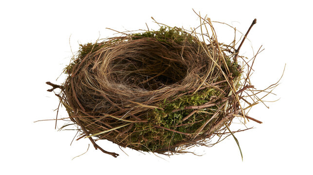 Empty bird nest made of woven twigs dry grass, and green moss
