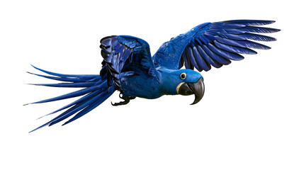 Vibrant blue Hyacinth Macaw parrot in flight with wings spread wide © Andrei