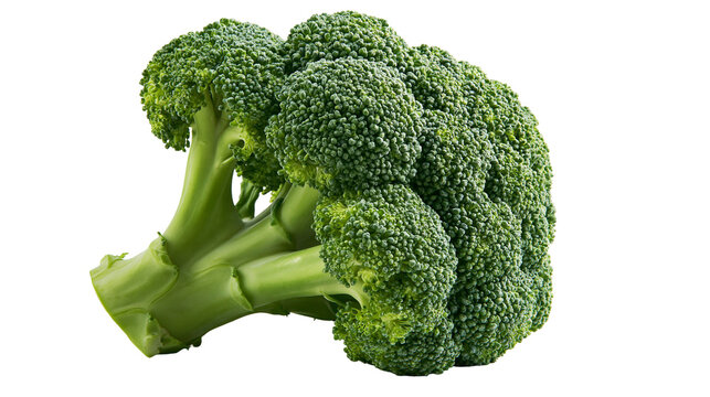 Fresh raw green broccoli floret head with thick stalk