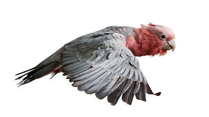 Galah cockatoo with pink and grey plumage flying with wings spread © Andrei