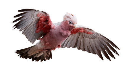 Galah cockatoo with pink and grey plumage flying with wings spread wide © Andrei