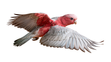 Galah cockatoo bird with pink and grey feathers flying with wings spread © Andrei