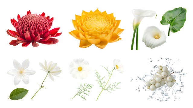 Set of isolated exotic tropical flowers and botanical elements with water splashes on a transparent background for creative graphic design projects and floral compositions collection