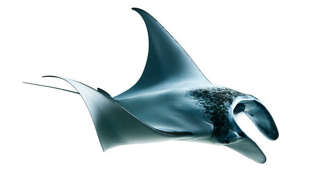 Graceful giant manta ray swimming with open cephalic fins