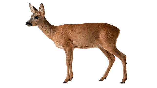 Full body profile of a brown European roe deer standing