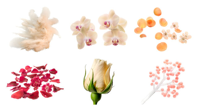 Set of isolated botanical elements featuring cream orchids scattered rose petals peach blossoms a delicate rosebud and decorative pink branch graphic assets on transparent background