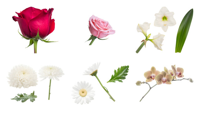 Isolated various colorful flowers and green leaves set including red and pink roses chrysanthemums daisies and delicate orchid branch on transparent background resolution collection