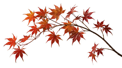 Curved Japanese maple branch with vibrant red autumn leaves © Natalia