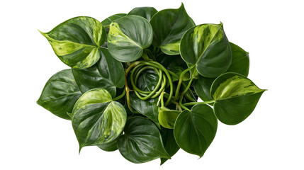 Variegated Philodendron Brasil heart shaped leaves with green and yellow patterns © Natalia