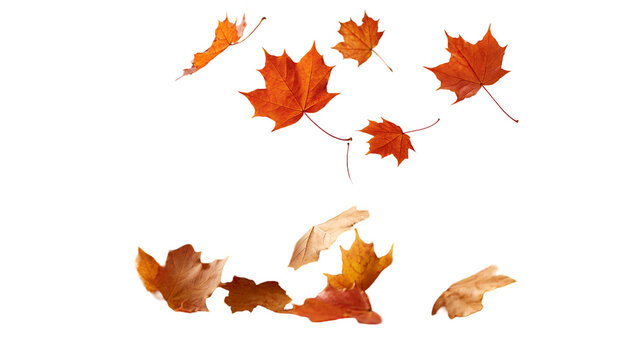 Falling orange and brown maple leaves in autumn season