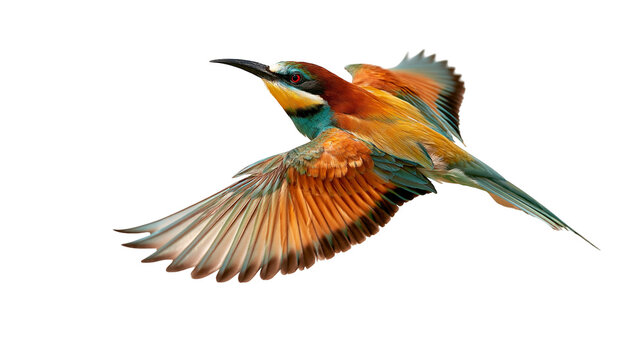 Colorful European bee-eater bird in flight with spread wings