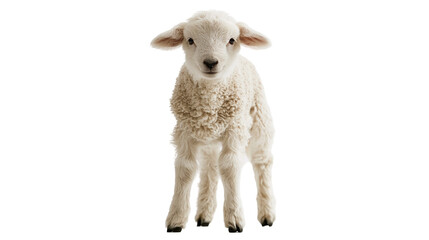 Obraz premium Fluffy white baby lamb standing and looking forward