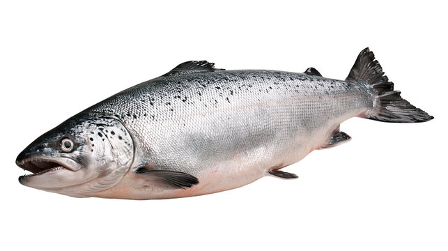 Fresh whole Atlantic salmon fish with silver scales and dark spots