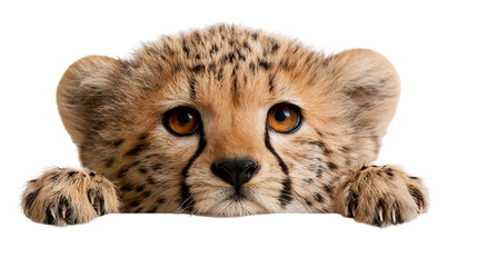 Adorable cheetah cub face with spotted fur and amber eyes looking forward © Natalia