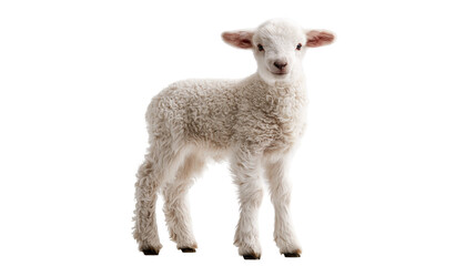 Fluffy white baby lamb standing and looking forward © Natalia
