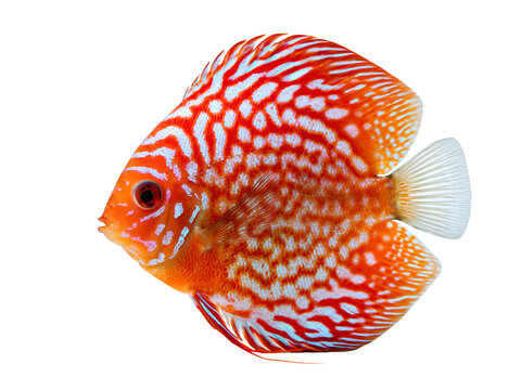 Vibrant orange fish with white patterns.