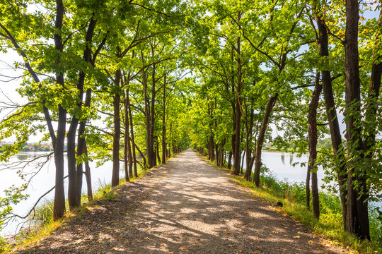 Path and lush green tree alley located on a dam between two ponds in Vrbenske ponds nature reserve, Ceske Budejovice, Czech Republic.