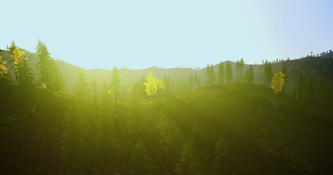 Wide golden valley at soft sunrise, gentle glow spreads over meadow and pasture while observer with binoculars listens to morning avian calls and enjoys slow
