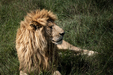 Male African lion resting in tall green grass in Kenya © Даниил Остролуцкий