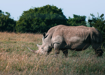 White rhinoceros grazing in open grassland in Kenya © Даниил Остролуцкий