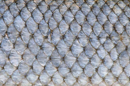 The Fish Scale Texture Close-up with Diamond Pattern on Silvery Skin